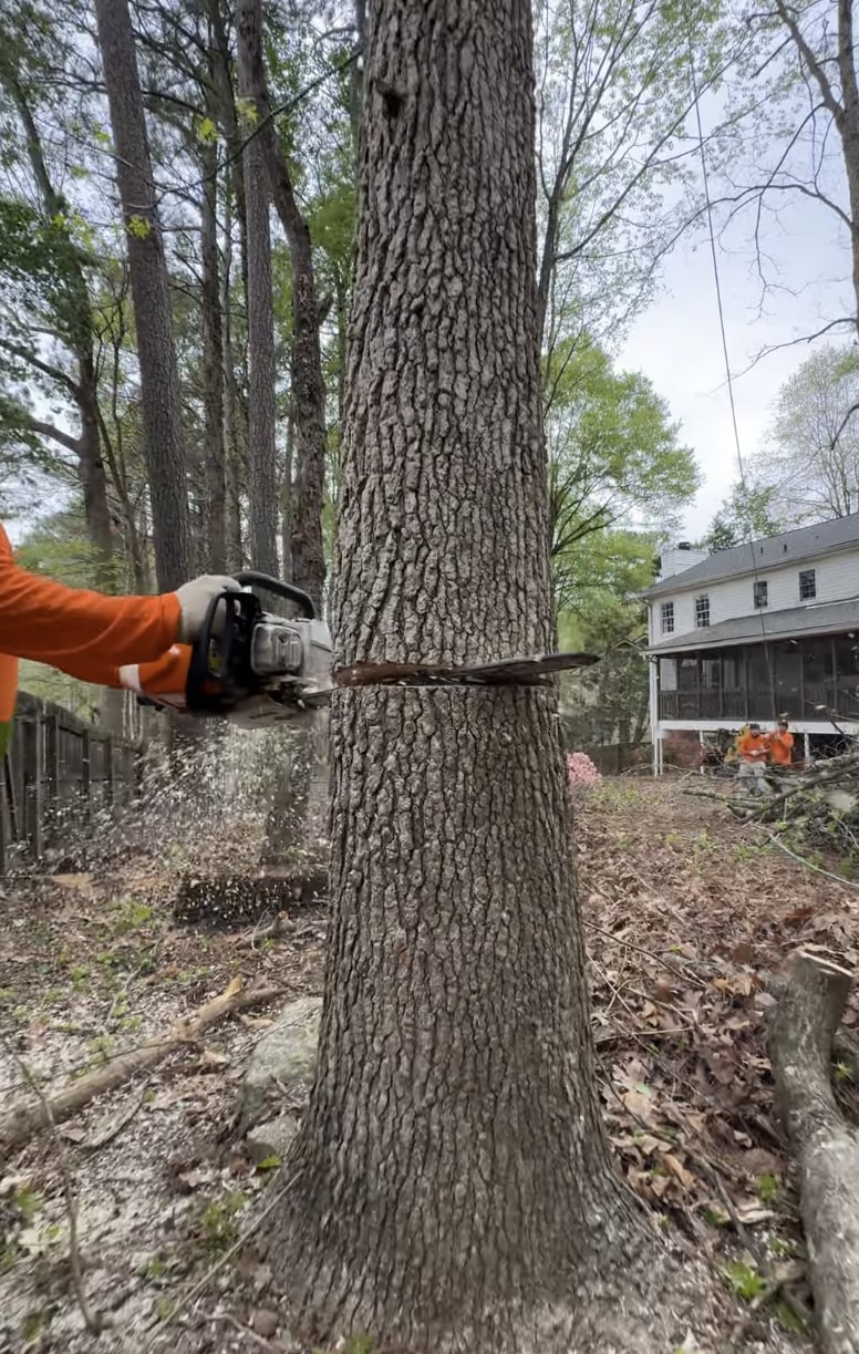 Certified arborist consulting on tree care using chainsaw in Wyoming, MI
