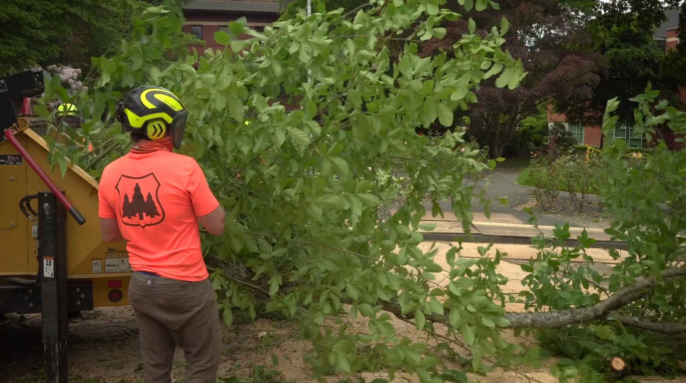 Tree service professional feeding branches into wood chipper for tree trimming in Wyoming, MI