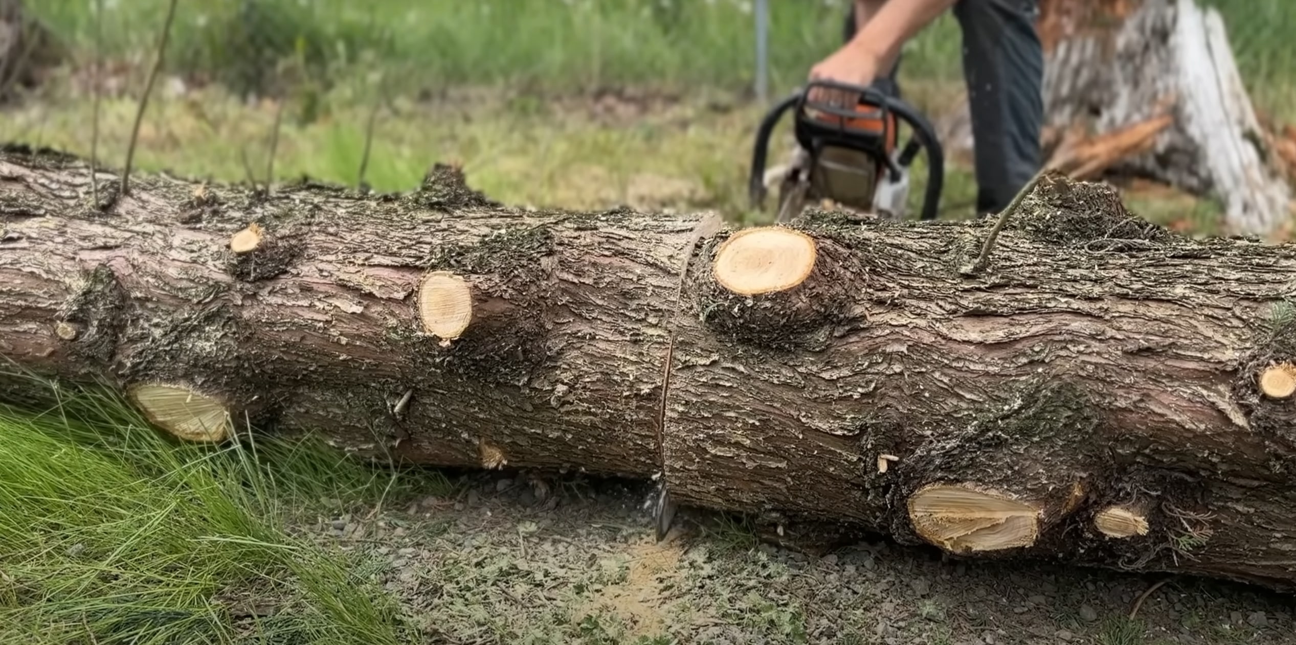 Close-up of professional tree trimming showing clean cuts on tree branches in Wyoming, MI